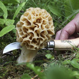 Opinel N°8 Mushroom Champignons Pocket Folding Knife with Boar Bristle Brush Oak Wood